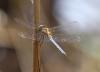 Orthetrum coerulescens